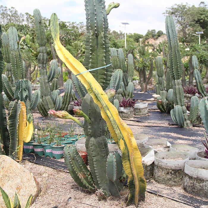 Cereus repandus peruvian apple variegata