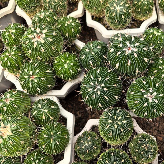 echinofossulocactus multicostatus