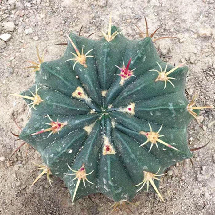 Ferocactus Macrodiscus