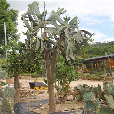 Кактус Consolea Rubescens