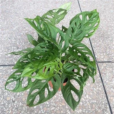 Monstera Friedrichsthalii