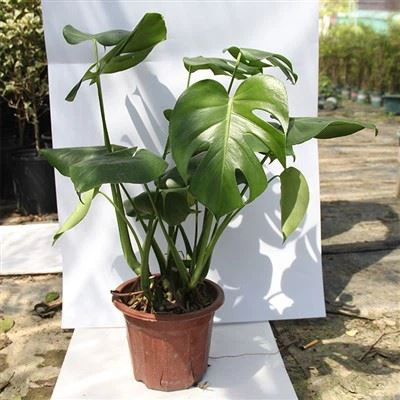 Живо растение Монстера