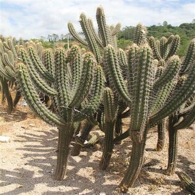 Pilosocereus Gounellei