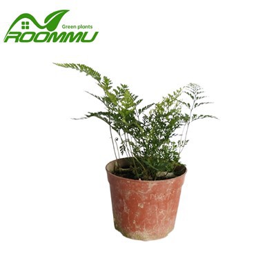 Helecho Davallia Maviesii 'Pata De Conejo'